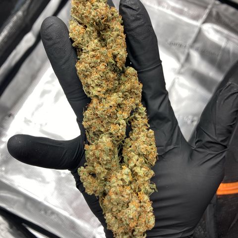 Cream Mandarine Auto growlog photo: 8.day of drying 