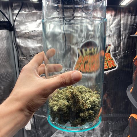 Cream Mandarine Auto growlog timeline photo