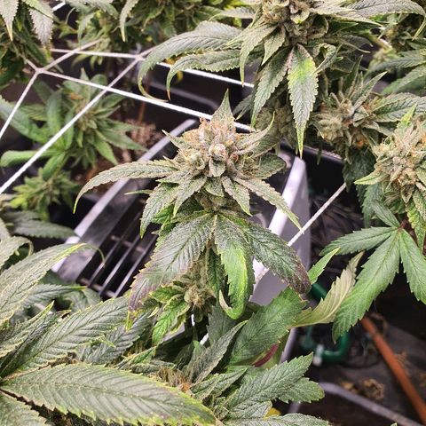 Guftilla growlog timeline photo