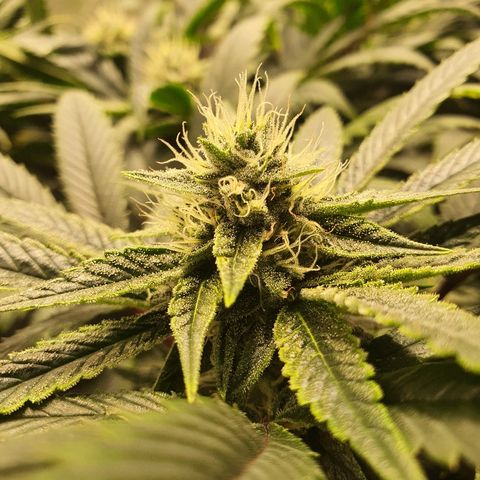 Guftilla growlog timeline photo