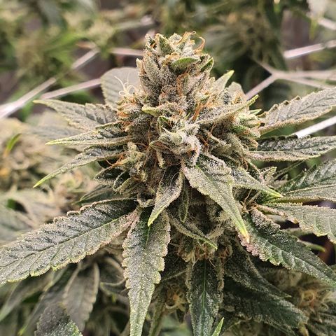 Guftilla growlog timeline photo