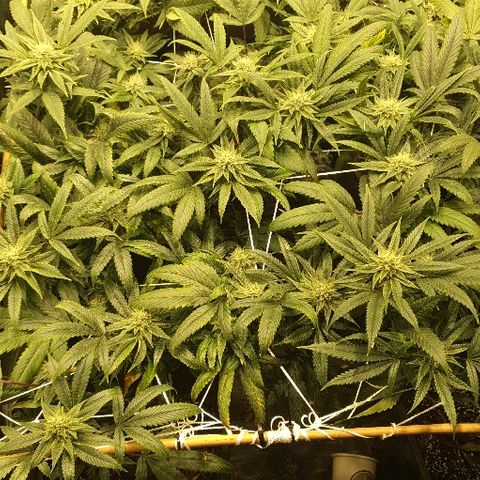 Guftilla growlog timeline photo