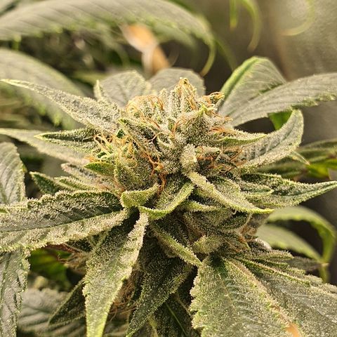 Guftilla growlog timeline photo