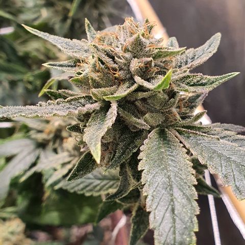 Guftilla growlog timeline photo