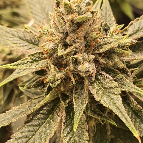 Guftilla growlog timeline photo