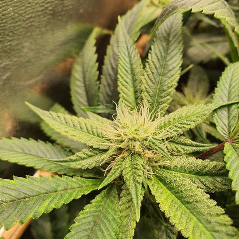 Guftilla growlog timeline photo