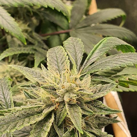 Guftilla growlog timeline photo