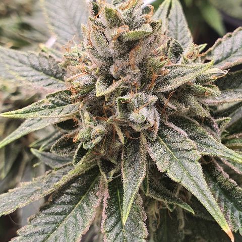 Guftilla growlog timeline photo