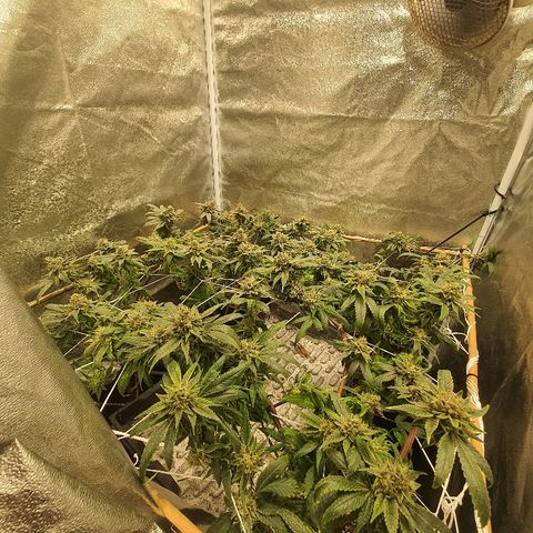 Guftilla growlog timeline photo