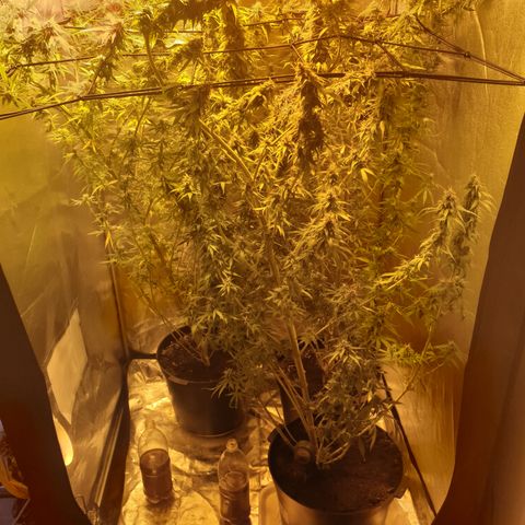 1 Strawberry growlog photo: Strawberry, 2-3 veckor kvar