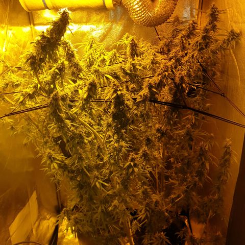1 Strawberry growlog timeline photo