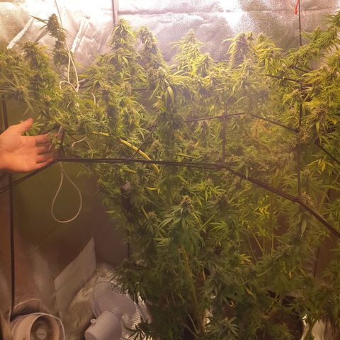 1 Strawberry growlog photo: Snart snart
