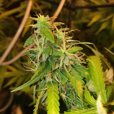 1 Strawberry growlog timeline photo