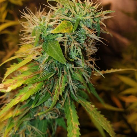 1 Strawberry growlog timeline photo