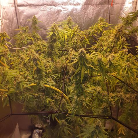 1 Strawberry growlog timeline photo
