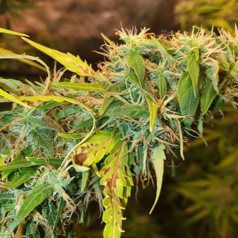 1 Strawberry growlog timeline photo