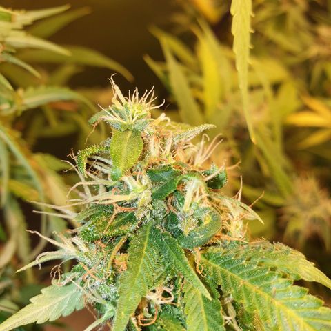 1 Strawberry growlog timeline photo