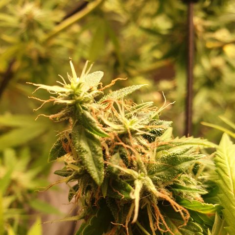 1 Strawberry growlog timeline photo