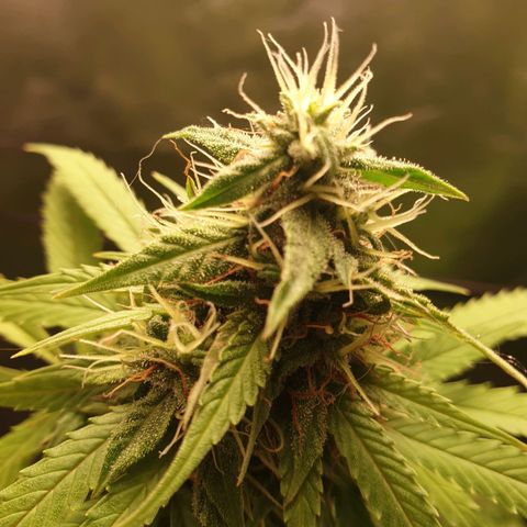 1 Strawberry growlog timeline photo