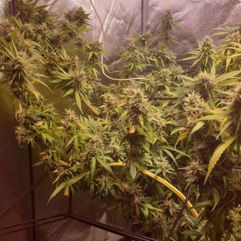 1 Strawberry growlog timeline photo