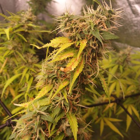 1 Strawberry growlog timeline photo
