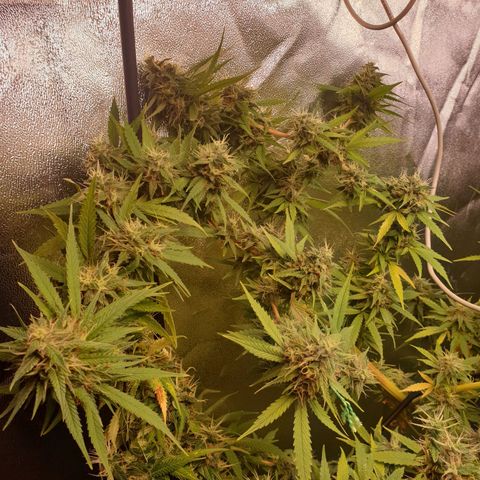 1 Strawberry growlog timeline photo