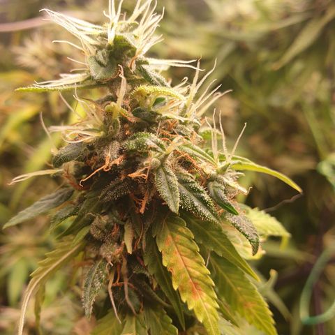 1 Strawberry growlog timeline photo