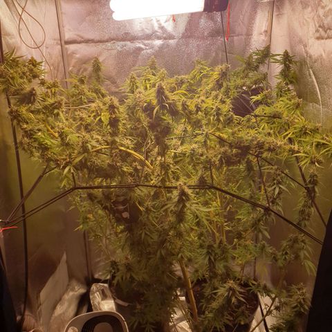1 Strawberry growlog timeline photo