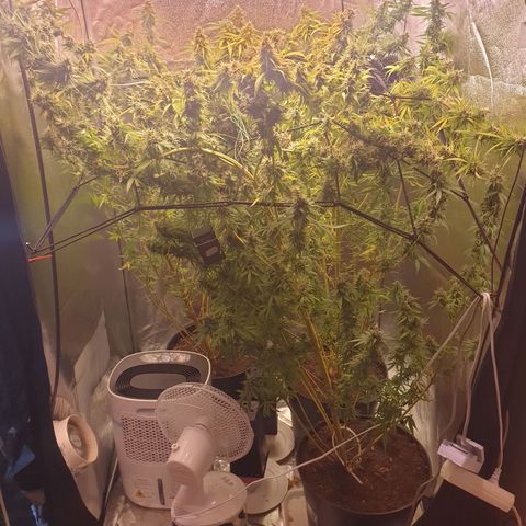 1 Strawberry growlog timeline photo