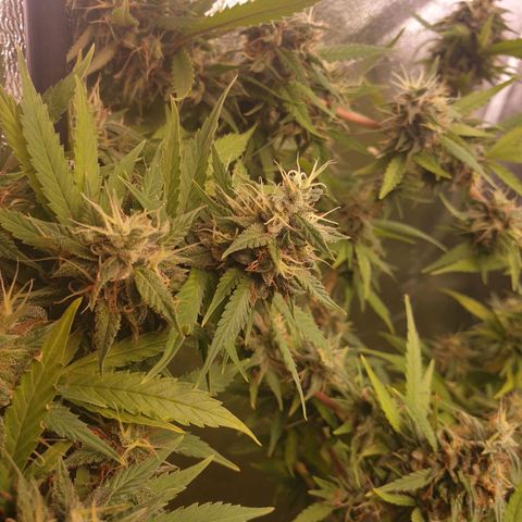 1 Strawberry growlog timeline photo