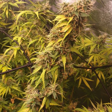 1 Strawberry growlog timeline photo