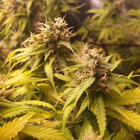 1 Strawberry growlog timeline photo
