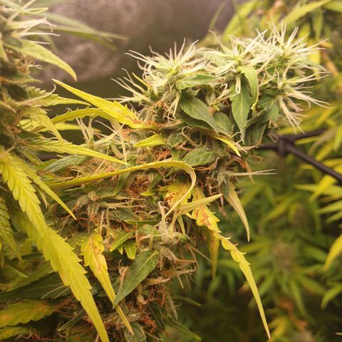 1 Strawberry growlog timeline photo