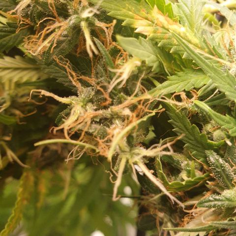 1 Strawberry growlog timeline photo