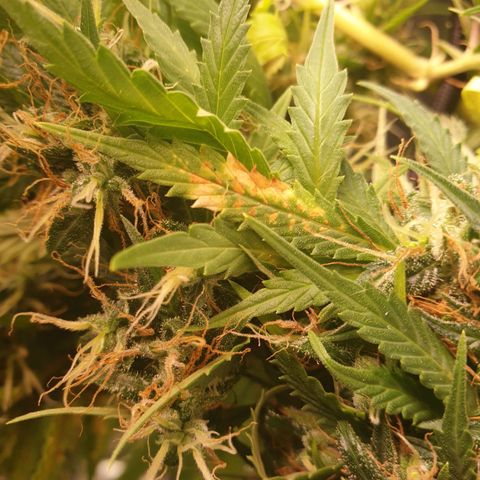 1 Strawberry growlog timeline photo
