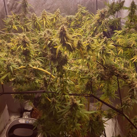 1 Strawberry growlog timeline photo