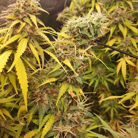 1 Strawberry growlog timeline photo