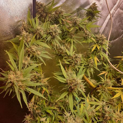 1 Strawberry growlog timeline photo