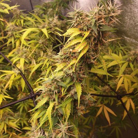 1 Strawberry growlog timeline photo