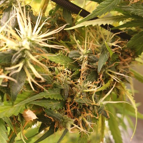 1 Strawberry growlog timeline photo