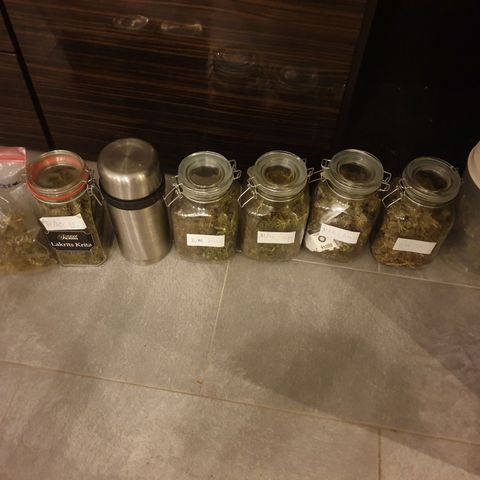 1 Strawberry growlog photo: Final  harvest