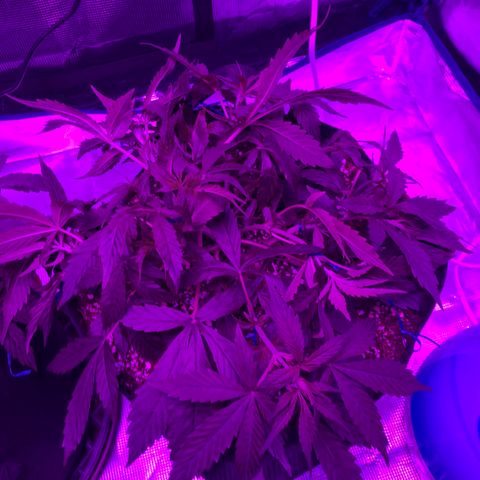 Pasta_and_Prerolls growlog timeline photo