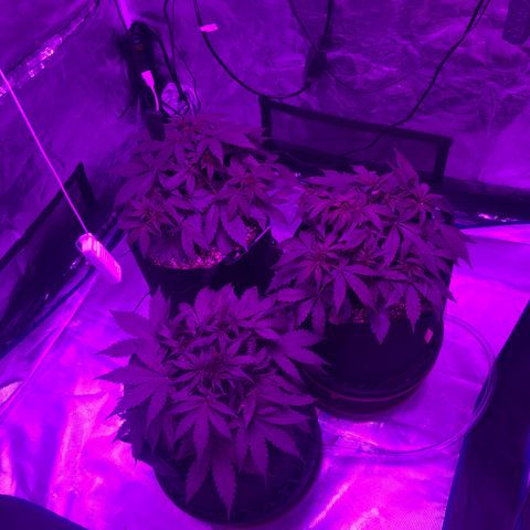 Pasta_and_Prerolls growlog photo: One day after second training 