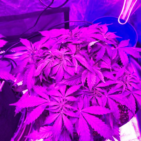 Pasta_and_Prerolls growlog timeline photo