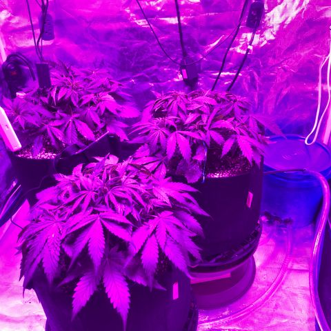 Pasta_and_Prerolls growlog timeline photo