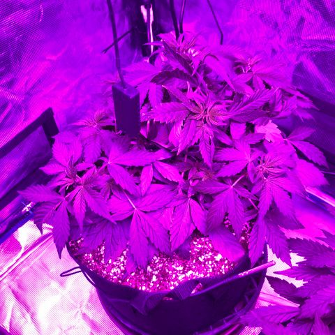 Pasta_and_Prerolls growlog timeline photo