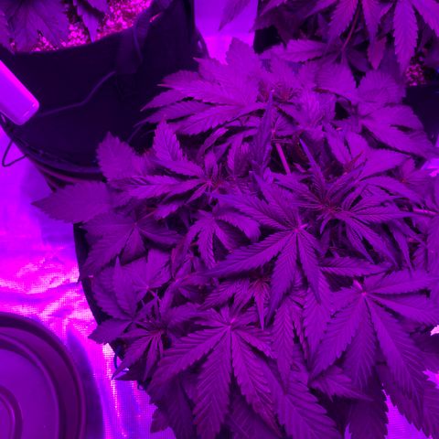Pasta_and_Prerolls growlog timeline photo