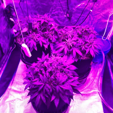 Pasta_and_Prerolls growlog timeline photo