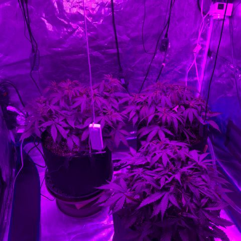 Pasta_and_Prerolls growlog timeline photo