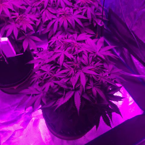 Pasta_and_Prerolls growlog timeline photo